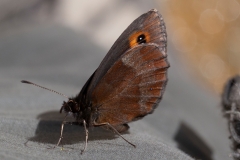 Erebia aethiops, Moiré sylvicole (Le)