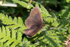 Erebia alberganus, Moiré lancéolé (Le)