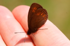 Erebia alberganus, Moiré lancéolé (Le)