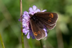 Erebia alberganus, Moiré lancéolé (Le)