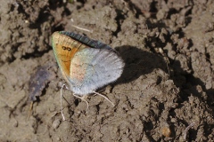 Erebia arvernensis ;  Moiré lustré (Le), Moiré arverne (Le)