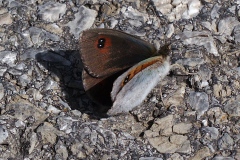 Erebia arvernensis ;  Moiré lustré (Le), Moiré arverne (Le)