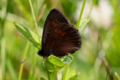 Erebia manto, Moiré variable (Le)