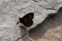 Erebia melampus ; Moiré des Pâturins (Le), Montagnard (Le), Petit Moiré (Le) ; Lac de Vernant, Arâches-la-Frasse (74) ; ©Photo Alain Benard