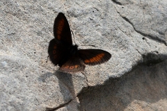 Erebia melampus ; Moiré des Pâturins (Le), Montagnard (Le), Petit Moiré (Le) ; Lac de Vernant, Arâches-la-Frasse (74) ; ©Photo Alain Benard