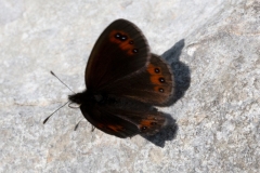 Erebia meolans, Moiré des Fétuques (Le)