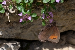 Erebia meolans, Moiré des Fétuques (Le)