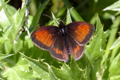 Erebia mnestra, Moiré fauve (Le)