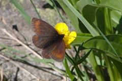 Erebia pharte ; Moiré aveuglé (Le), Moiré sans points (Le)