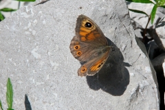 Lasiommata maera, Némusien (Le)
