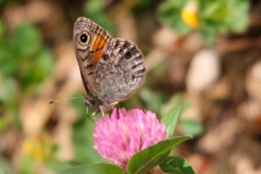Lasiommata petropolitana, Gorgone (La)