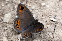 Lasiommata petropolitana, Gorgone (La)