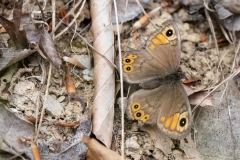 Lasiommata petropolitana, Gorgone (La)