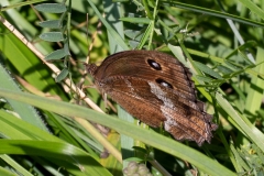 Minois dryas, Grand Nègre des bois (Le)