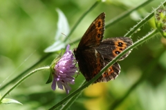 Erebia ligea, Moiré blanc-fascié (Le)