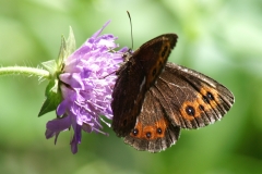 Erebia ligea, Moiré blanc-fascié (Le)
