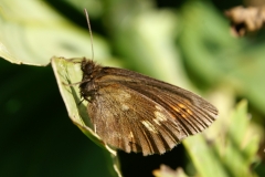 Erebia manto, Moiré variable (Le)