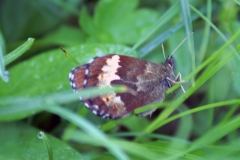 Erebia euryale, Moiré frange-pie (Le)