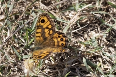 Lasiommata megera, Satyre (Le)