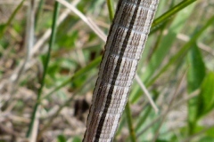 Brintesia circe ; Silène (Le), Circé (Le)