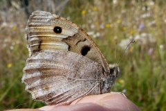 Chazara briseis ; Hermite (L’), Ermite (L’)