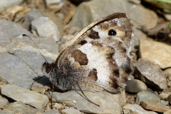 Chazara briseis ; Hermite (L’), Ermite (L’)