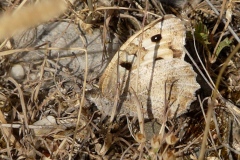 Chazara briseis ; Hermite (L’), Ermite (L’)