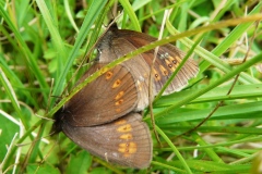 Erebia alberganus ; Moiré lancéolé (Le), Satyre Céto (Le)