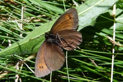 Erebia epiphron ; Moiré de la Canche (Le), Moiré alpestre (Le)