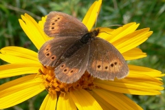 Erebia epiphron ; Moiré de la Canche (Le), Moiré alpestre (Le)