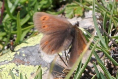 Erebia epiphron ; Moiré de la Canche (Le), Moiré alpestre (Le)