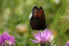 Erebia euryale ; Moiré frange-pie (Le), Moiré frangé (Le)