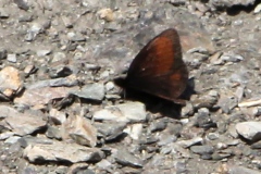 Erebia gorge ; Moiré chamoisé (Le), Satyre Gorgé (Le)