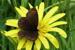 Erebia medusa ; Moiré franconien (Le), Franconien (Le), Nègre à bandes fauves (Le), Moyen Nègre à bandes fauves (Le), Moiré brun (Le), Méduse (Le)