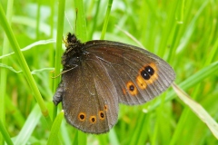 Erebia medusa ; Moiré franconien (Le), Franconien (Le), Nègre à bandes fauves (Le), Moyen Nègre à bandes fauves (Le), Moiré brun (Le), Méduse (Le)