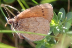 Erebia pandrose ; Moiré cendré (Le), Grand Nègre bernois (Le)