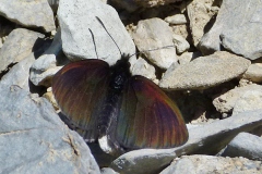 Erebia pluto ; Moiré velouté (Le), Moiré des glaciers (Le)