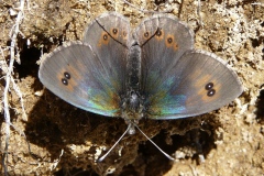 Erebia arvernensis ; Moiré lustré (Le), Moiré arverne (Le)