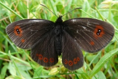 Erebia oeme ; Moiré des Luzules (Le), Moiré (Le), Moiré châtain (Le)