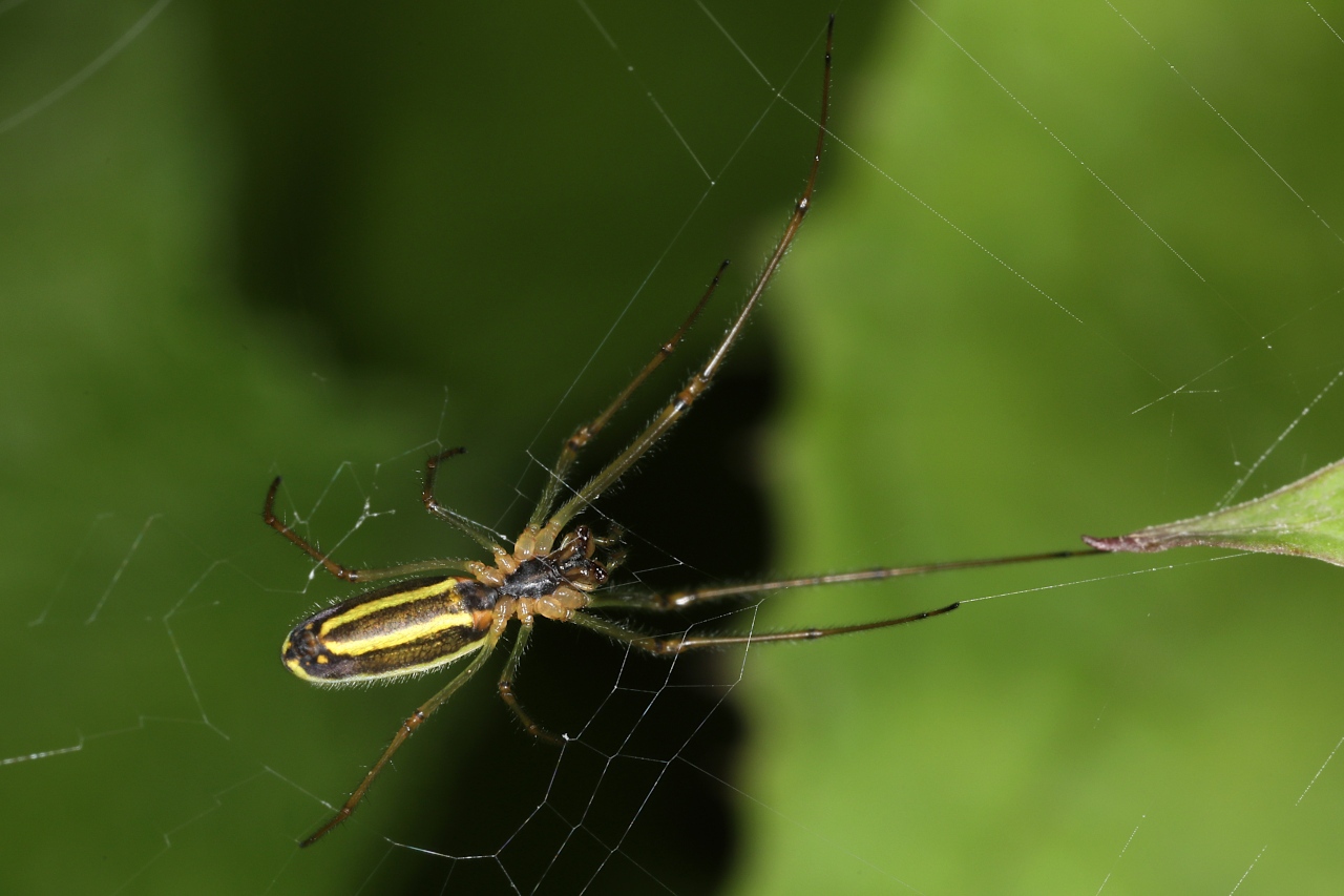 Tetragnatha extensa ; Tétragnathe étirée ; Lac de Saint-Guérin, Beaufort (73), ©Photo Alain Benard