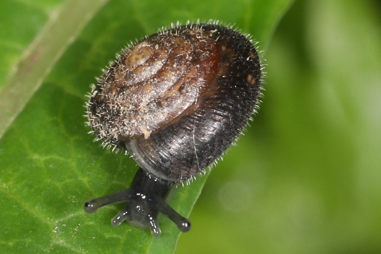 Trochulus hispidus ; Velouté commune ; Lac de Saint-Guérin, Beaufort (73), ©Photo Alain Benard