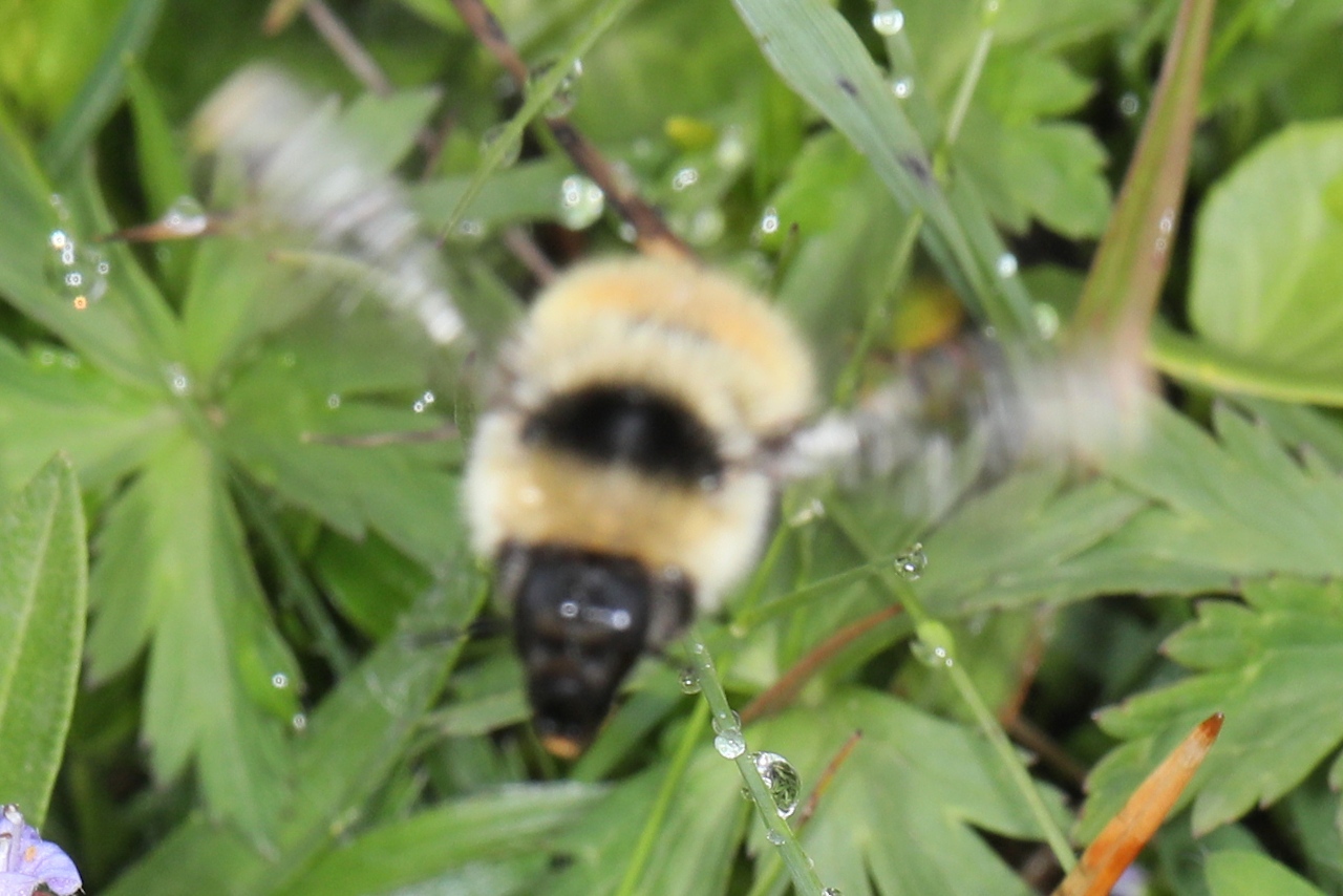 Bombus mesomelas ; Bourdon élégant ; Plan de la Lai, Beaufort (73), ©Photo Alain Benard