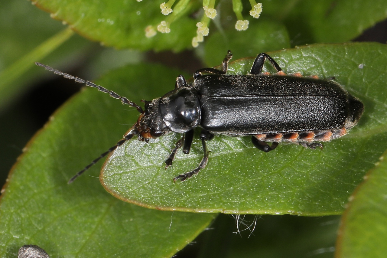 Cantharis tristis ; Plan de la Lai, Beaufort (73), ©Photo Alain Benard