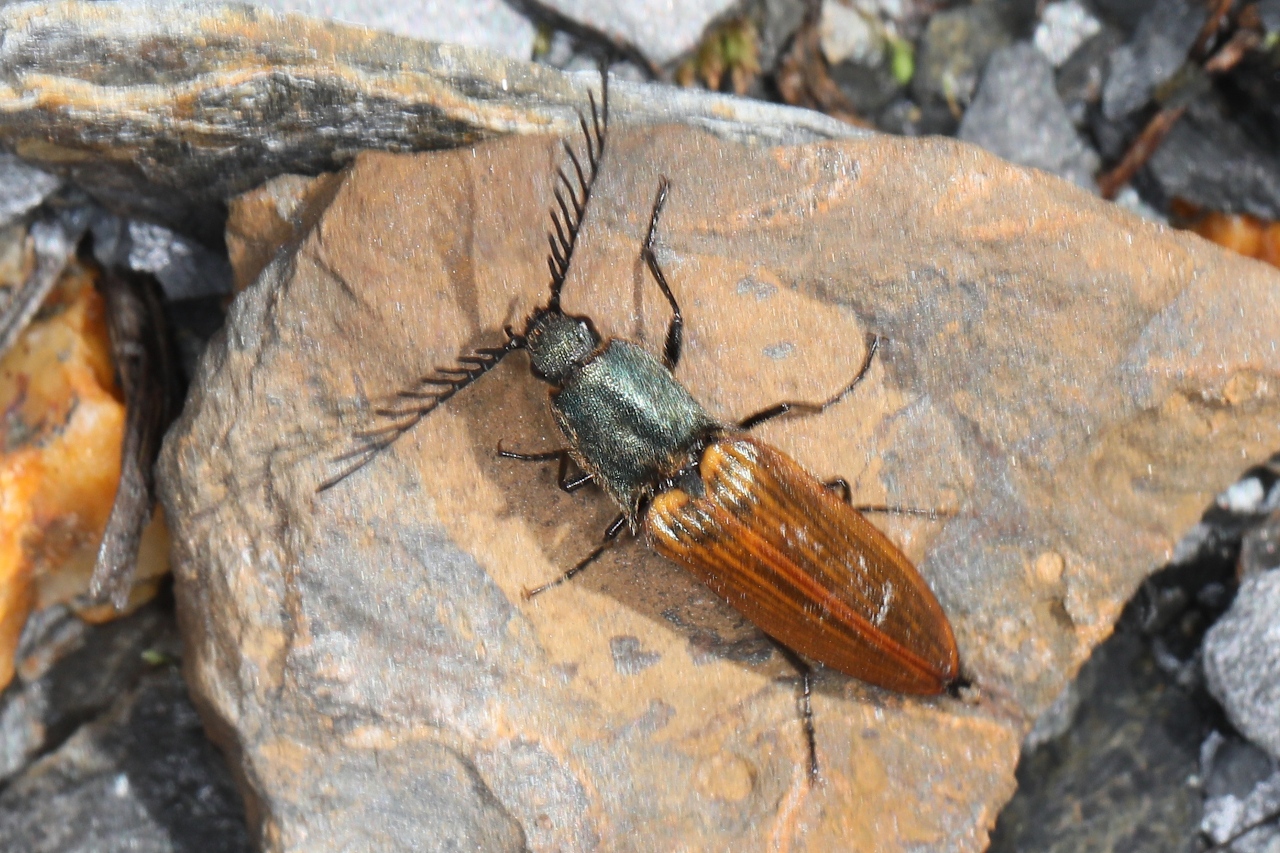 Ctenicera virens ; Plan de la Lai, Beaufort (73), ©Photo Alain Benard