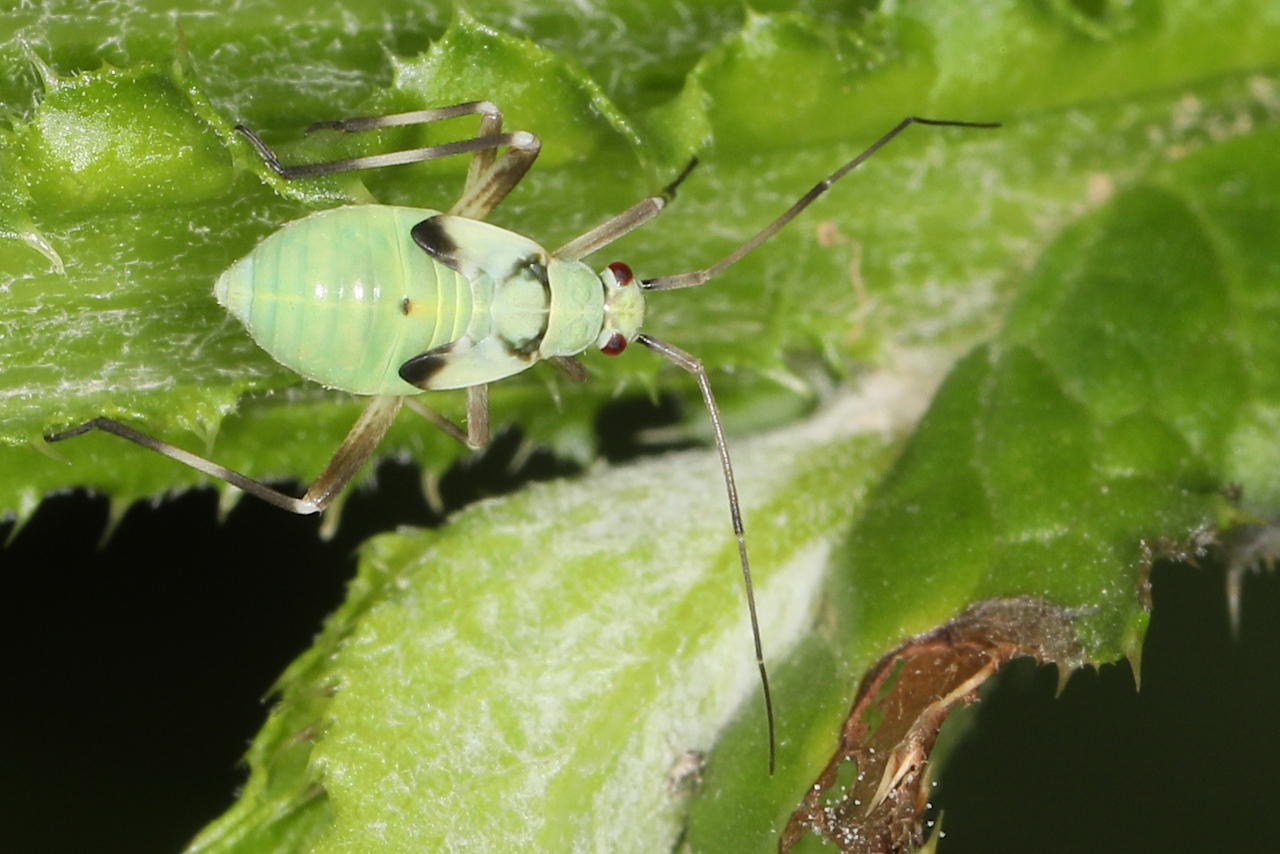 Calocoris alpestris ; Lac de Saint-Guérin, Beaufort (73), ©Photo Alain Benard