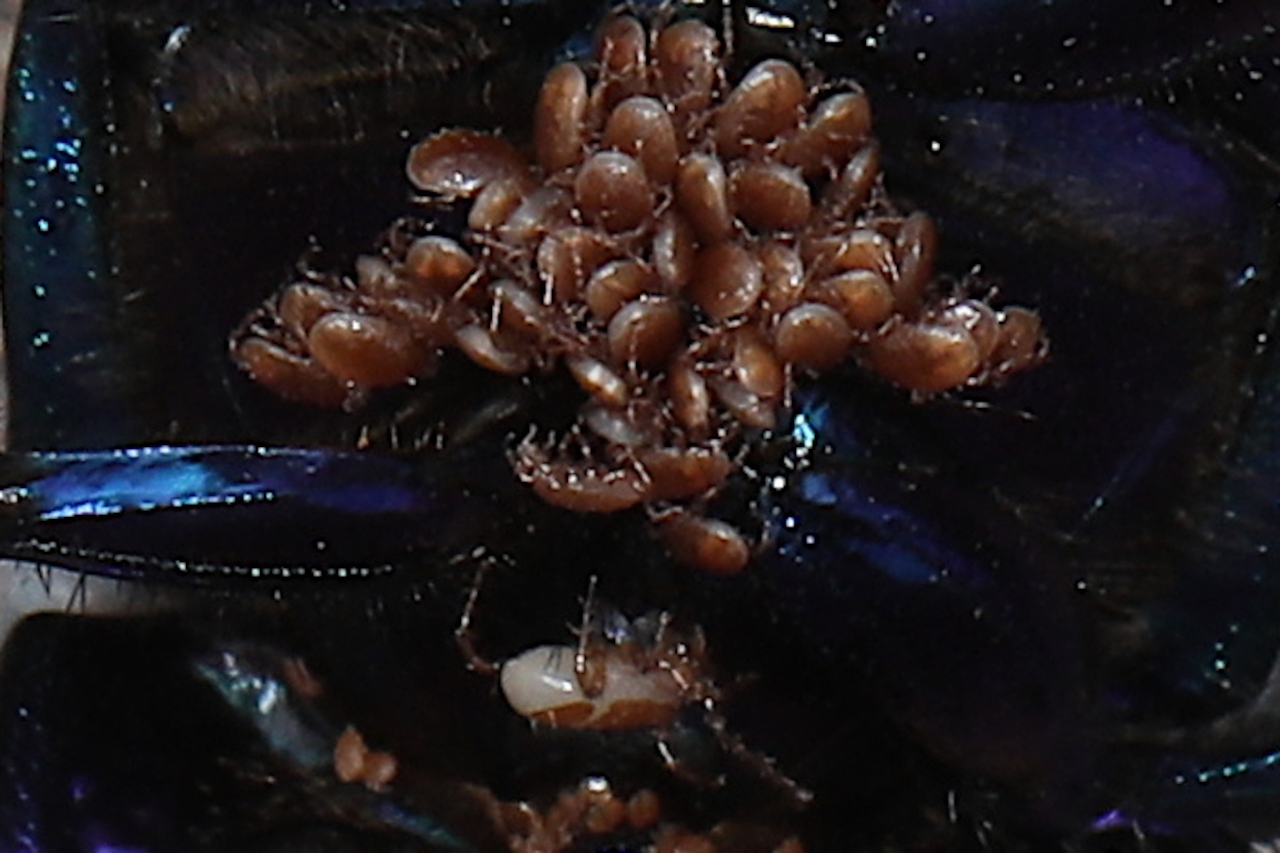 Poecilochirus sp. ; Parasite de Anoplotrupes stercorosus ; Plan de la Lai, Beaufort (73), ©Photo Alain Benard