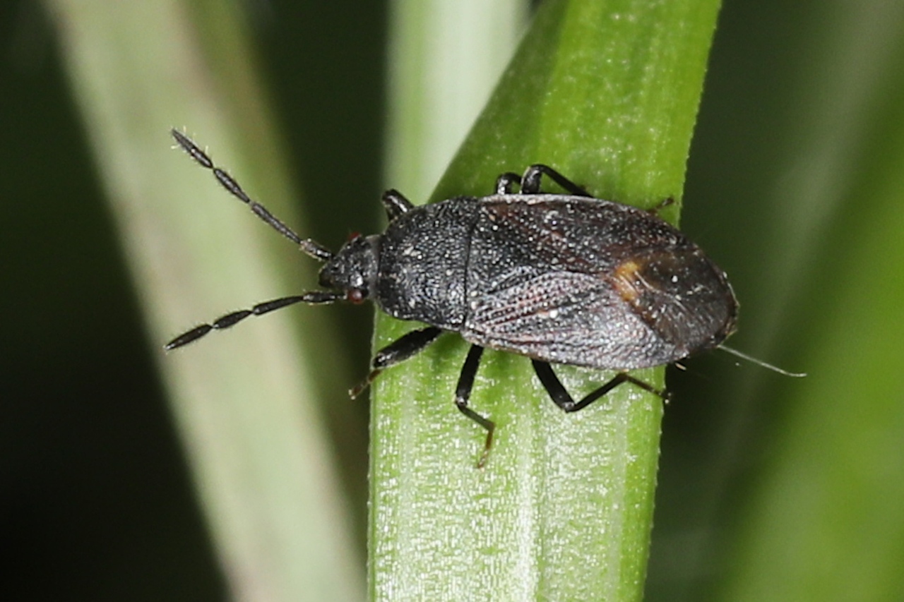Drymus sp. ; Lac de Saint-Guérin, Beaufort (73), ©Photo Alain Benard