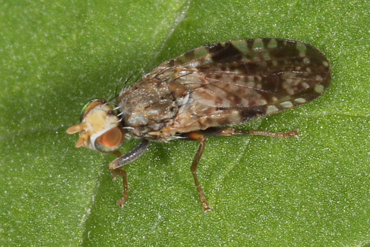 Tephritis sp. ; Lac de Saint-Guérin, Beaufort (73), ©Photo Alain Benard