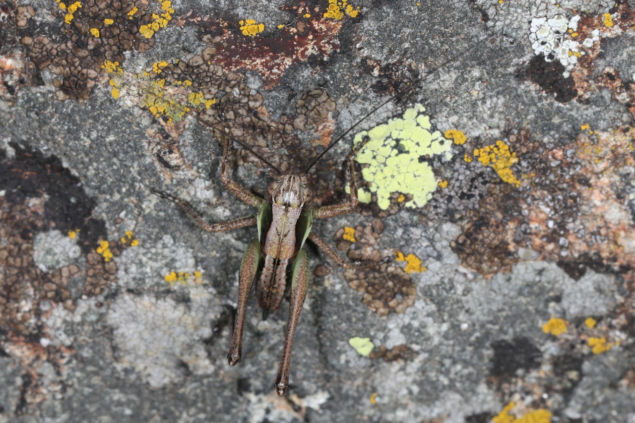 Platycleis sp. ; Lac de Saint-Guérin, Beaufort (73), ©Photo Alain Benard