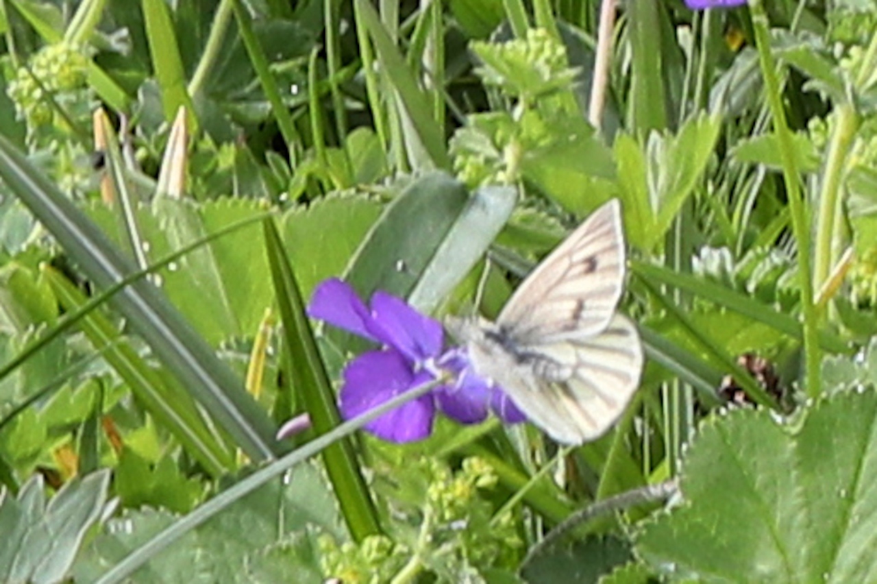 Pieris bryoniae ; Piéride de l'Arabette (La), Piéride de la Bryone (La), Piéride brune (La), Veiné-de-noir (Le) ; Plan de la Lai, Beaufort (73), ©Photo Alain Benard